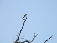 Piranga rubra