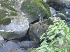 Tigrisoma fasciatum