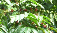 Coffea