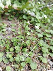 Lagenophora strangulata