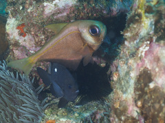 Pempheris compressa