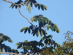 Cecropia obtusifolia