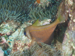 Pempheris compressa
