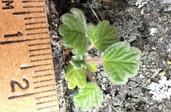 Potentilla villosa