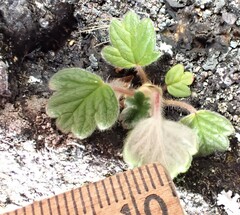 Potentilla villosa