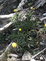 Senecio magellanicus
