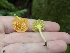 Chrysomphalina grossula