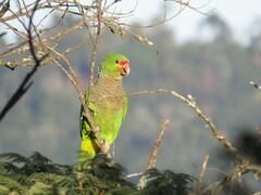 Amazona vinacea