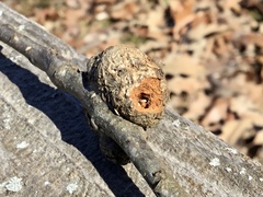 Callirhytis quercuspunctata