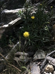 Senecio magellanicus