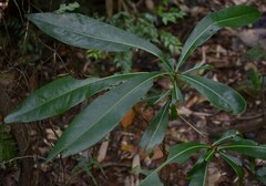 Planchonella chartacea