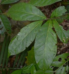 Cryptocarya hypospodia