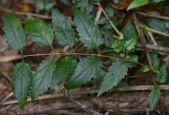 Glossocarya hemiderma