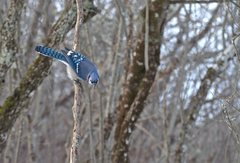 Cyanocitta cristata image