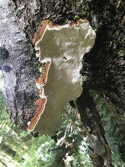 Australoporus tasmanicus