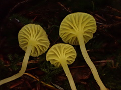 Chrysomphalina grossula