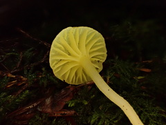 Chrysomphalina grossula