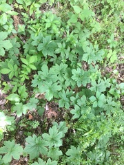 Hydrastis canadensis