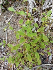 Coprosma foetidissima