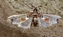 Neoleucinodes elegantalis