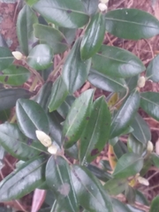 Metrosideros excelsa