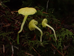 Chrysomphalina grossula
