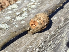 Callirhytis quercuspunctata