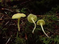 Chrysomphalina grossula