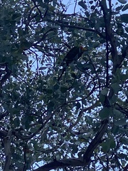 Polytelis swainsonii