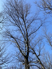 Quercus palustris