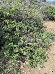 Croton conduplicatus