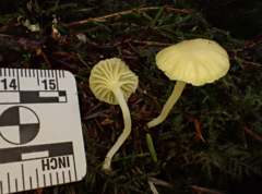 Chrysomphalina grossula