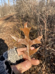 Quercus palustris