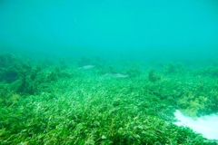 Sepioteuthis australis