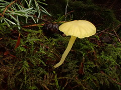 Chrysomphalina grossula