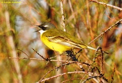 Western Yellow Wagtail photo 6