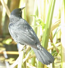 Agelasticus cyanopus