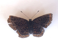 Riodinidae