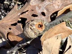 Callirhytis quercuspunctata