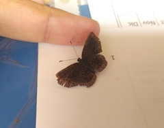 Riodinidae