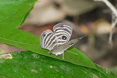 Mesosemia antaerice