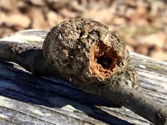 Callirhytis quercuspunctata