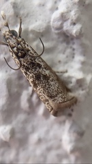 Phereoeca