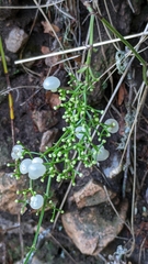 Galium latoramosum