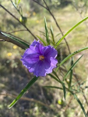 Solanum linearifolium