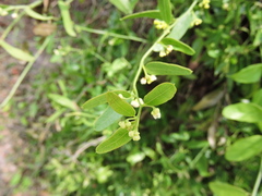 Cocculus diversifolius