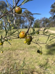 Solanum linearifolium