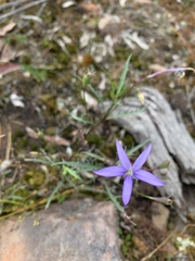 Lithotoma axillaris