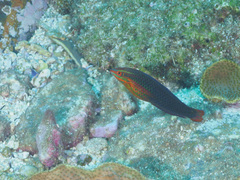 Halichoeres biocellatus