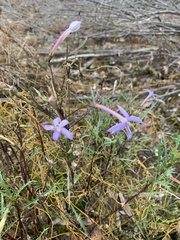 Lithotoma axillaris